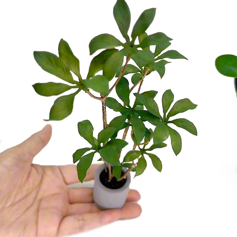 دمية مصغرة نموذج نباتات بوعاء  - مراجعة Bonsai Garden House وسعره