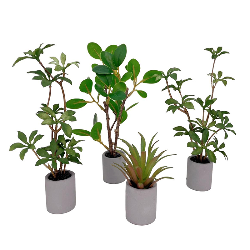 دمية مصغرة نموذج نباتات بوعاء  - مراجعة Bonsai Garden House وسعره