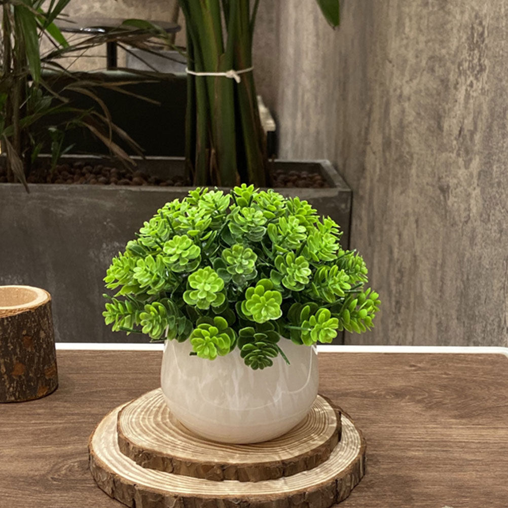 نبات بونساي اصطناعي واقعي في و - مراجعة Bonsai Garden Cafe وسعره